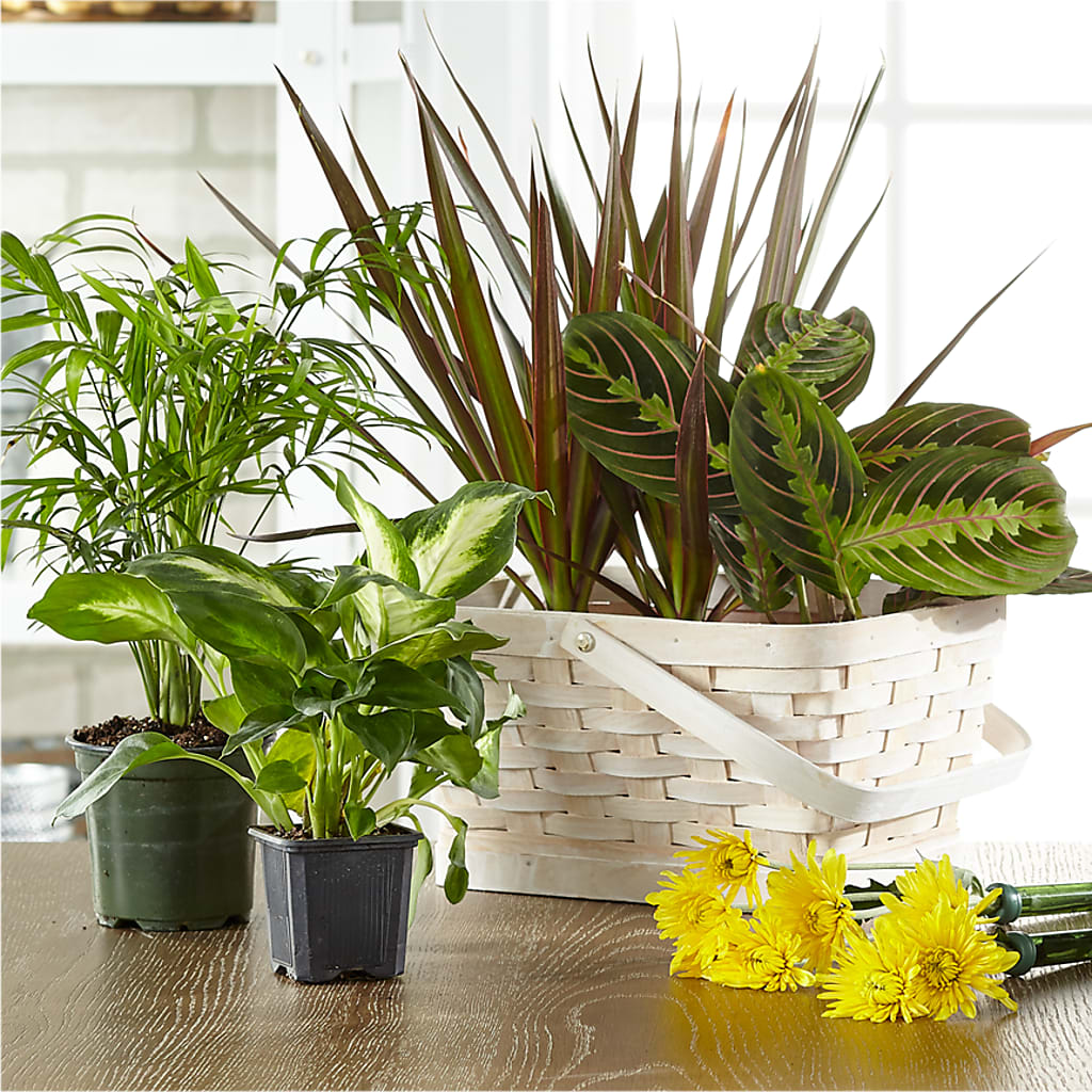 Florist Designed Blooming and Green Plants in a Basket – WILL & DEE'S FLORIST, Florence AL