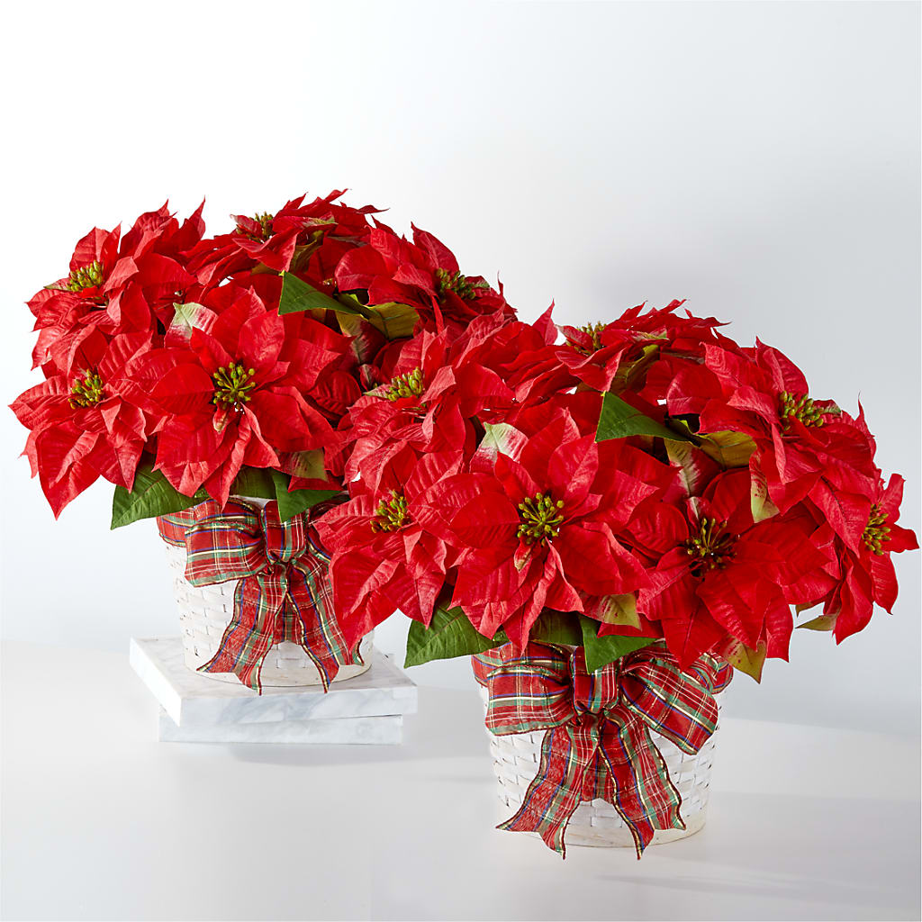 Happiest Holidays Poinsettia Bundle – WILL & DEE'S FLORIST, Florence AL
