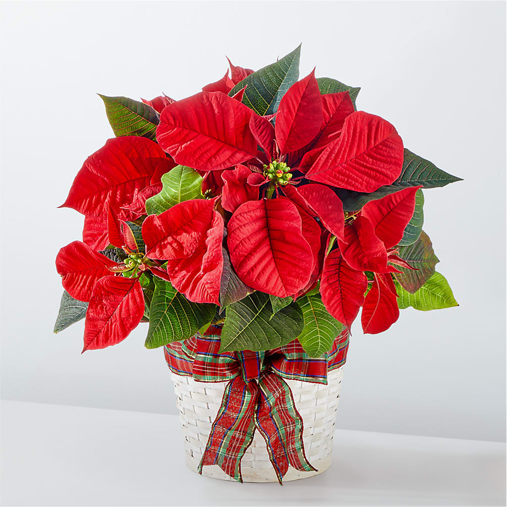 Happiest Holidays Poinsettia – WILL & DEE'S FLORIST, Florence AL