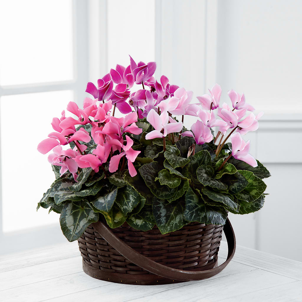 Mixed Cyclamen Planter – WILL & DEE'S FLORIST, Florence AL