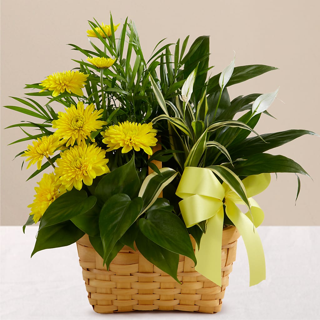 Loving Light Dishgarden – WILL & DEE'S FLORIST, Florence AL