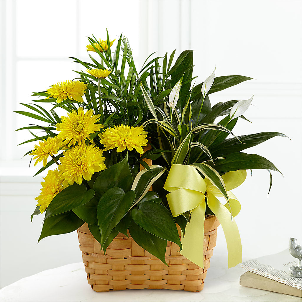 Loving Light Dishgarden – WILL & DEE'S FLORIST, Florence AL