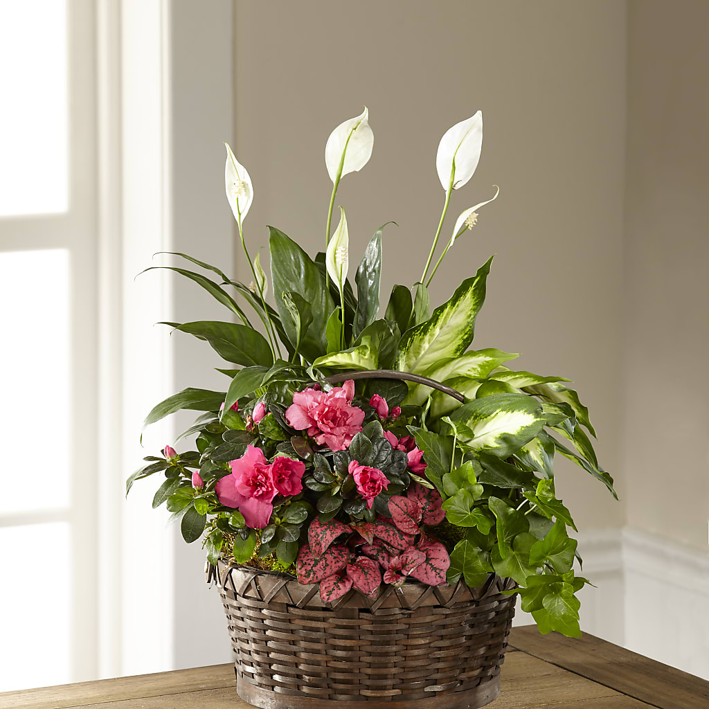 Dream in Pink Dishgarden – WILL & DEE'S FLORIST, Florence AL
