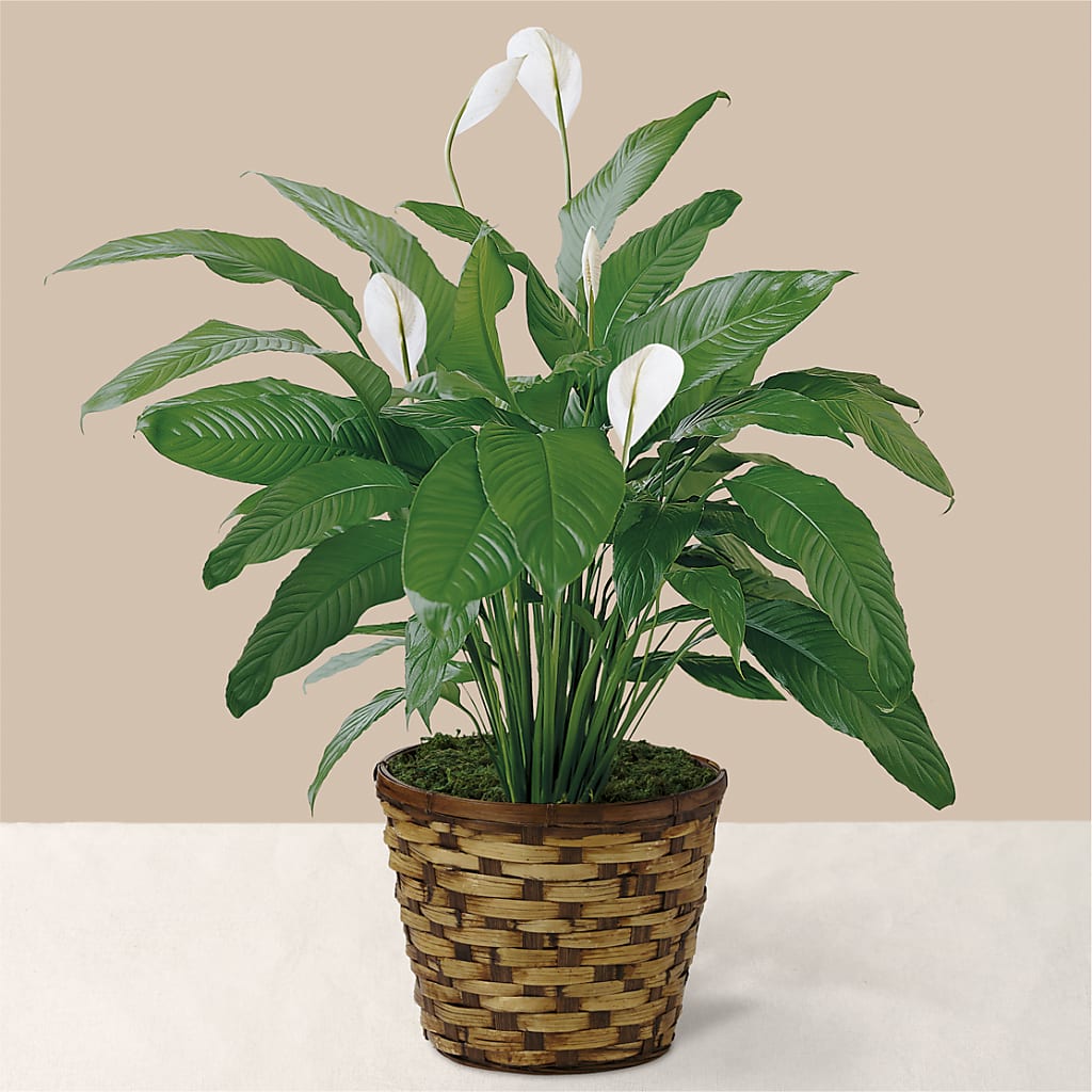 Tranquil Moments Peace Lily Plant – WILL & DEE'S FLORIST, Florence AL