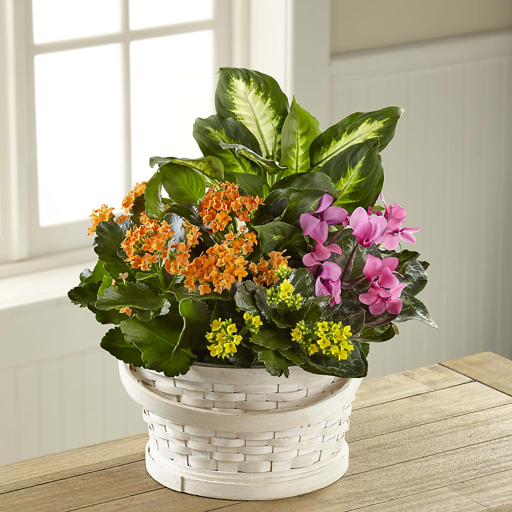 Color Crush Dishgarden – WILL & DEE'S FLORIST, Florence AL