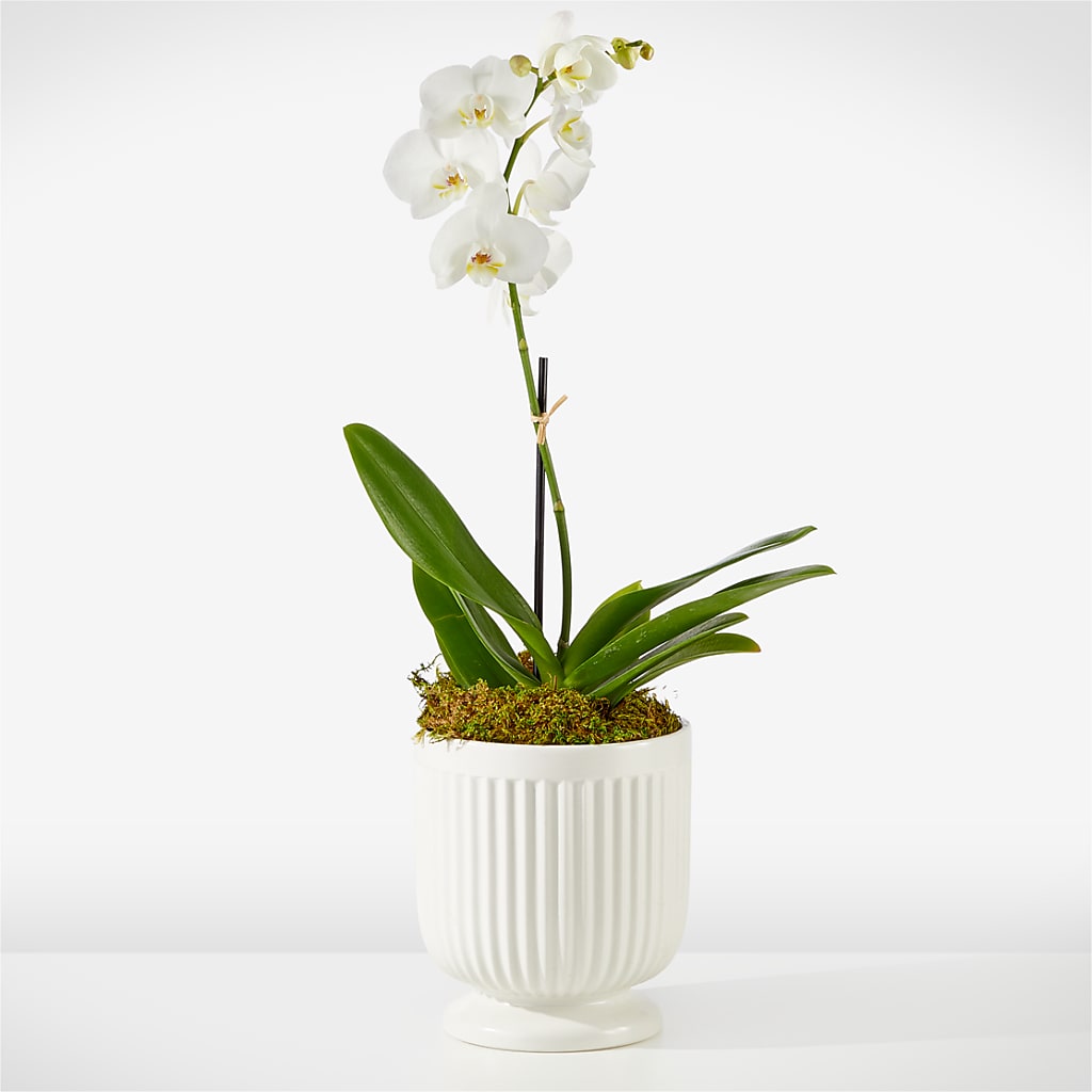 Whispering White Orchid – WILL & DEE'S FLORIST, Florence AL