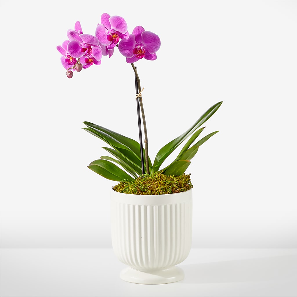 Friendly Fuchsia Orchid – WILL & DEE'S FLORIST, Florence AL
