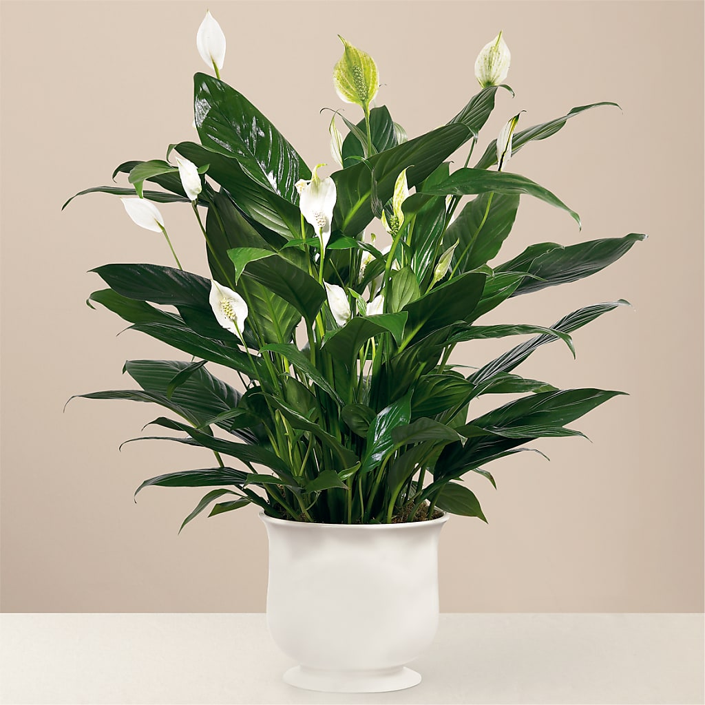 Comfort Planter – WILL & DEE'S FLORIST, Florence AL