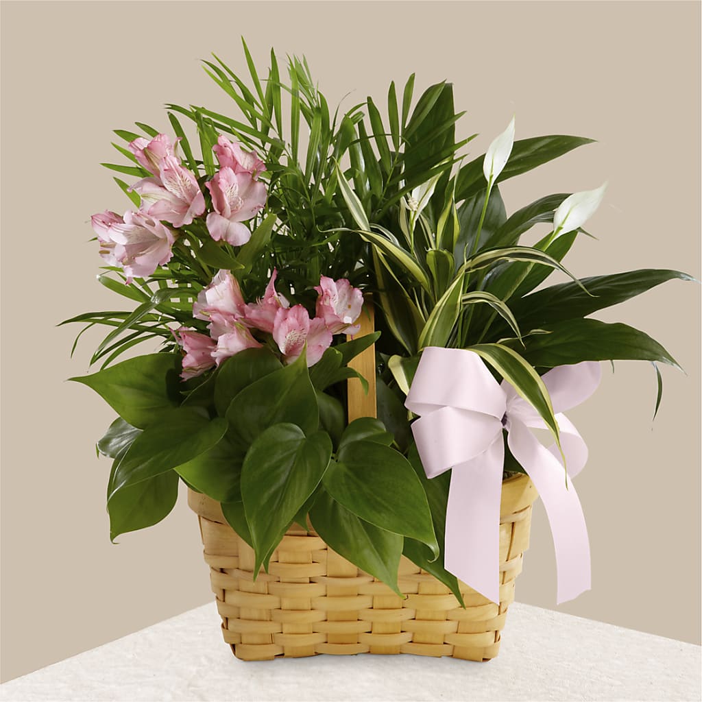 Living Spirit Dishgarden – WILL & DEE'S FLORIST, Florence AL