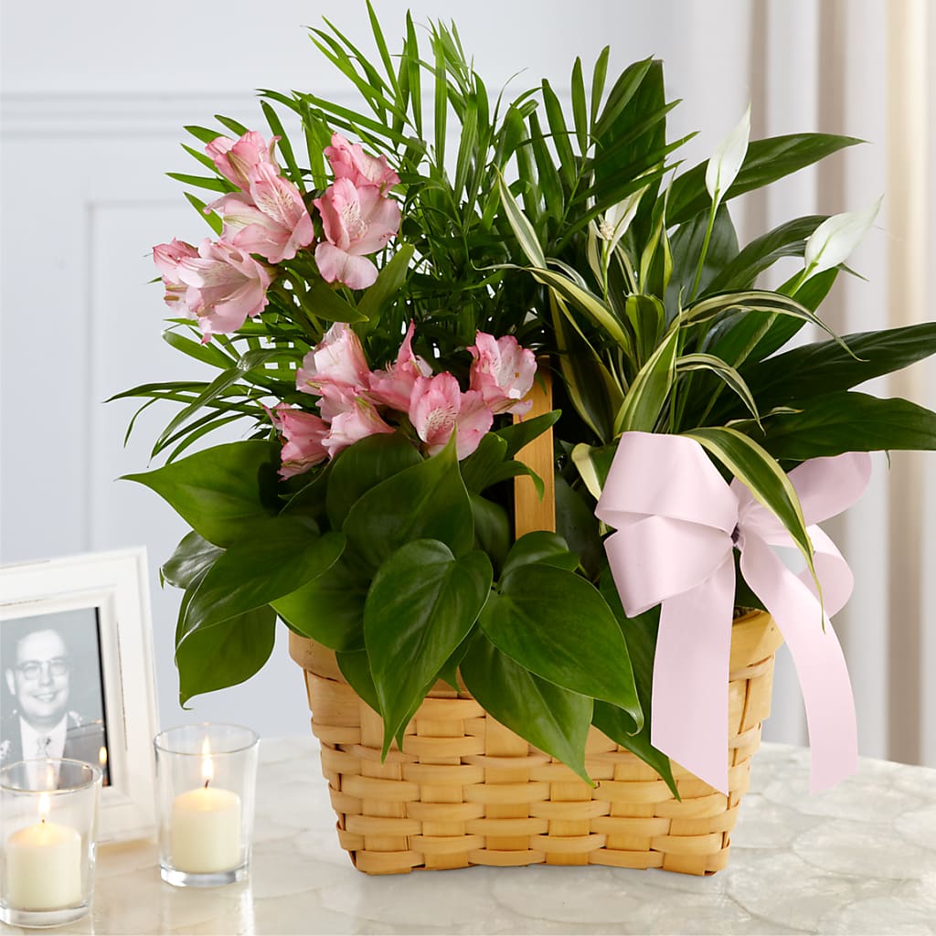 Living Spirit Dishgarden – WILL & DEE'S FLORIST, Florence AL
