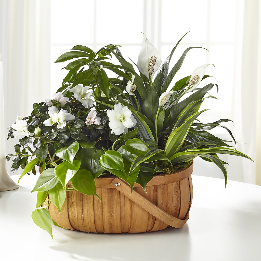 Serene Dishgarden – WILL & DEE'S FLORIST, Florence AL