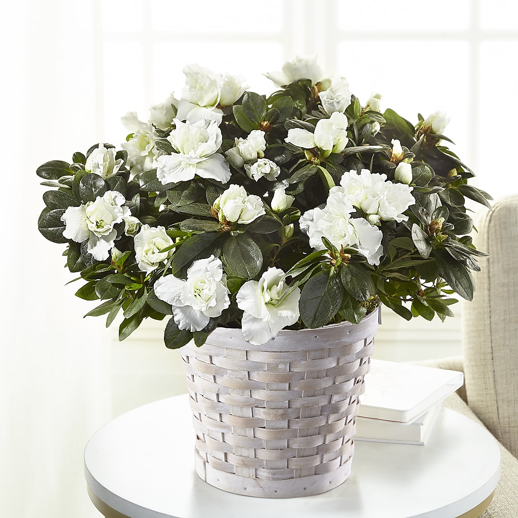 White Azalea Plant – WILL & DEE'S FLORIST, Florence AL