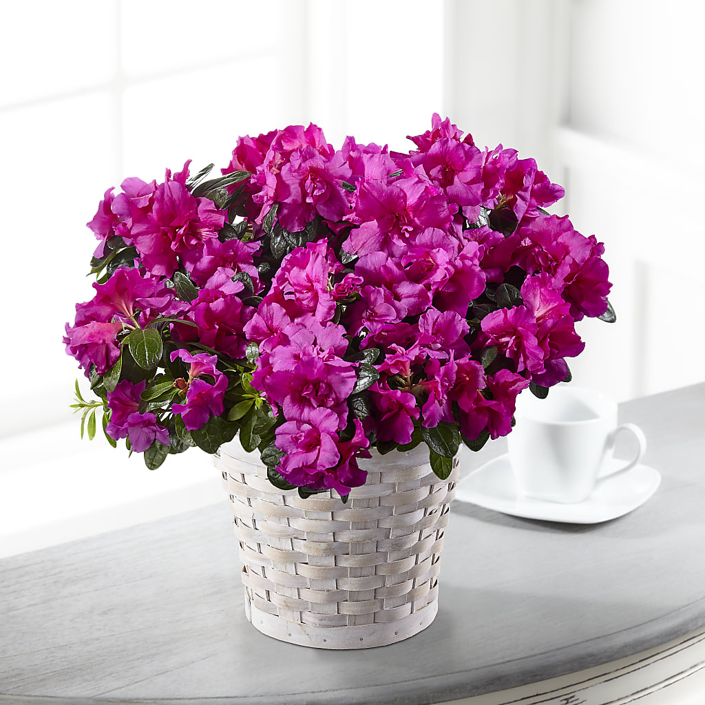 Hope & Serenity Azalea Plant – WILL & DEE'S FLORIST, Florence AL