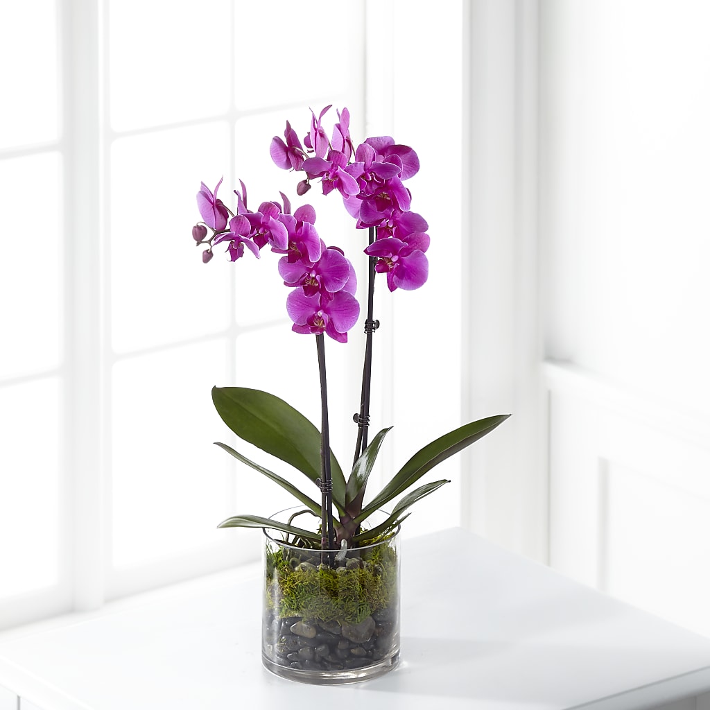 Pink Orchid Plant – WILL & DEE'S FLORIST, Florence AL