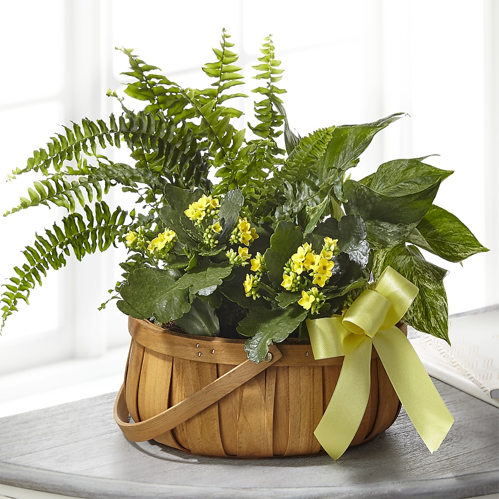 Always Dear Dishgarden – WILL & DEE'S FLORIST, Florence AL