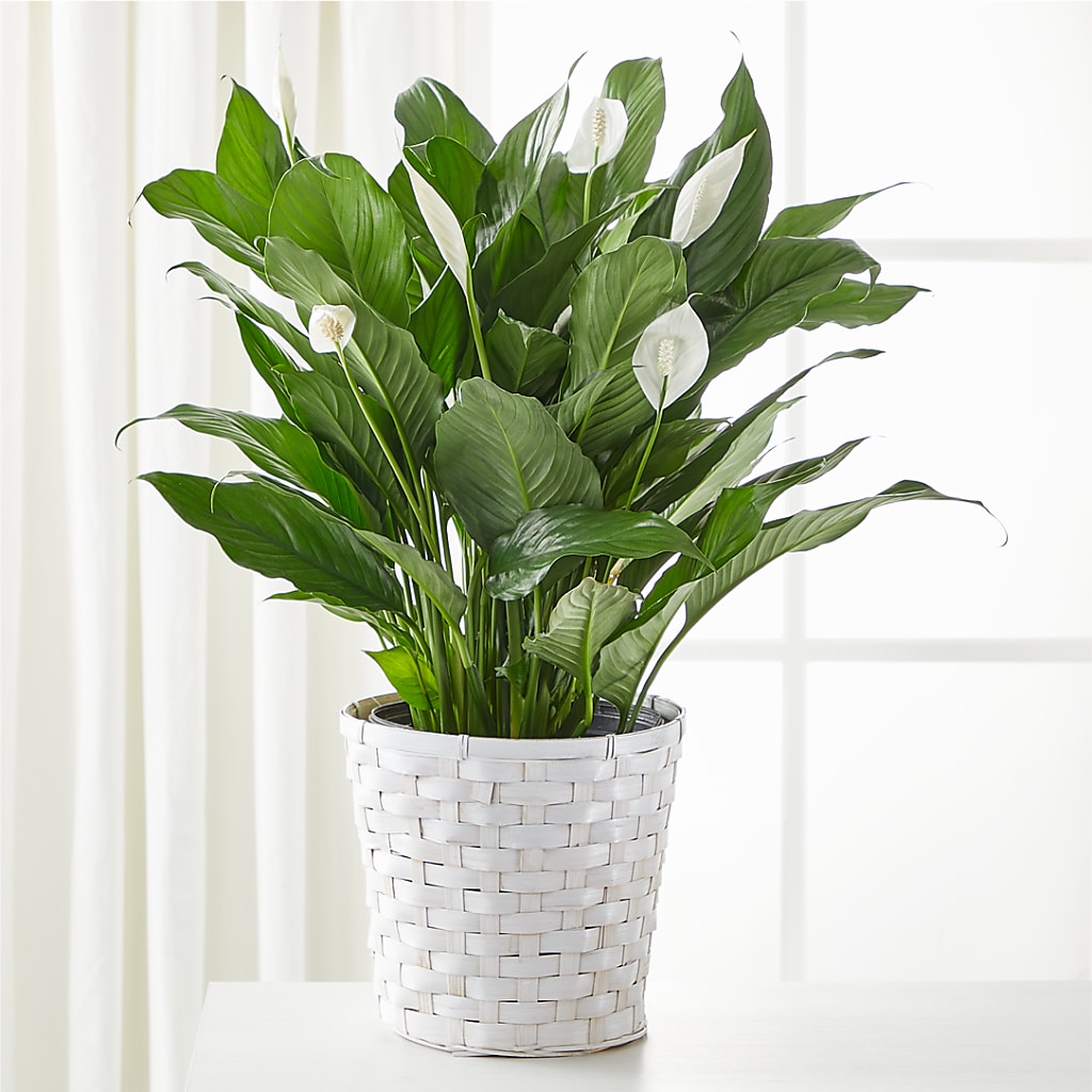 A New Leaf Peace Lily – WILL & DEE'S FLORIST, Florence AL