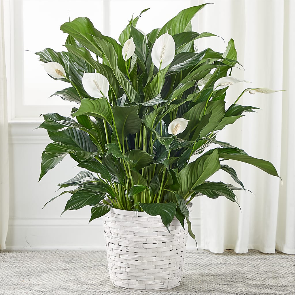 A New Leaf Peace Lily – WILL & DEE'S FLORIST, Florence AL