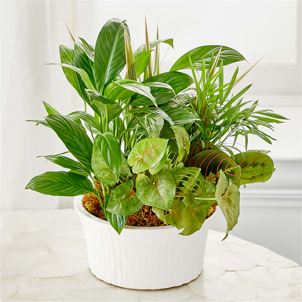 Balance & Harmony Dishgarden – WILL & DEE'S FLORIST, Florence AL