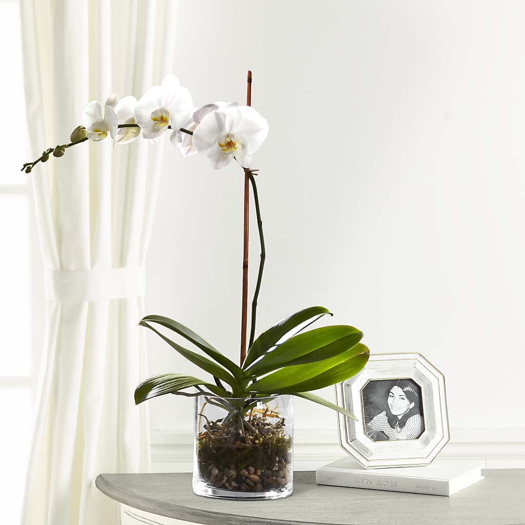 White Orchid Planter – WILL & DEE'S FLORIST, Florence AL