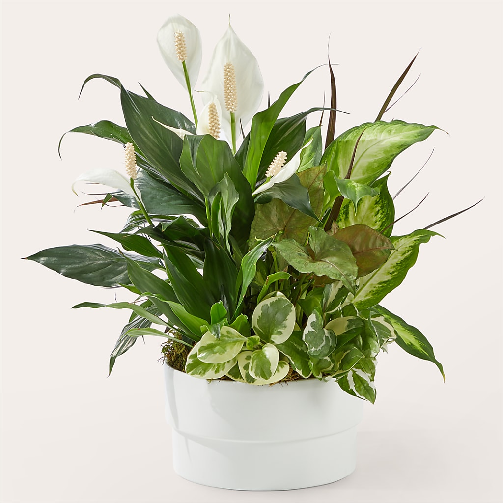 Radiating Positivity Dishgarden – WILL & DEE'S FLORIST, Florence AL