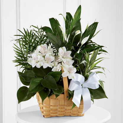Peace & Serenity Dishgarden – WILL & DEE'S FLORIST, Florence AL