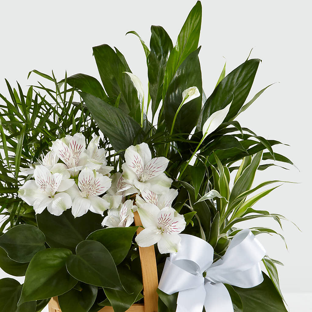 Peace & Serenity Dishgarden – WILL & DEE'S FLORIST, Florence AL
