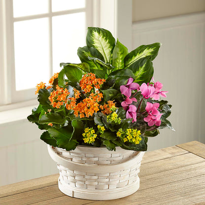 Color Crush Dishgarden – WILL & DEE'S FLORIST, Florence AL