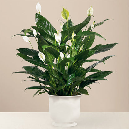 Comfort Planter – WILL & DEE'S FLORIST, Florence AL