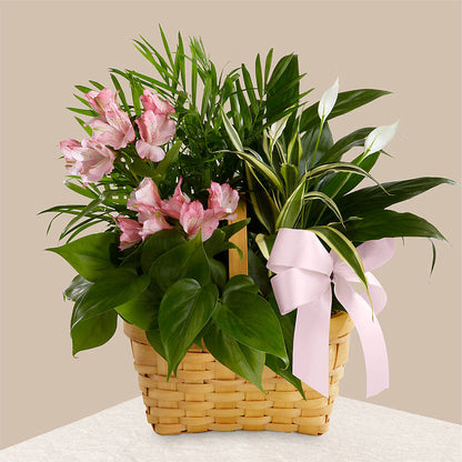 Living Spirit Dishgarden – WILL & DEE'S FLORIST, Florence AL
