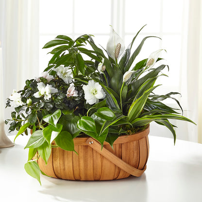 Serene Dishgarden – WILL & DEE'S FLORIST, Florence AL