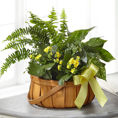 Always Dear Dishgarden – WILL & DEE'S FLORIST, Florence AL
