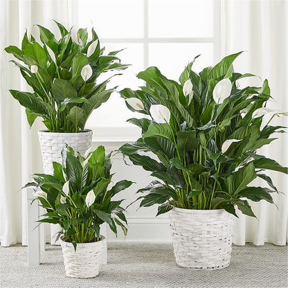 A New Leaf Peace Lily – WILL & DEE'S FLORIST, Florence AL