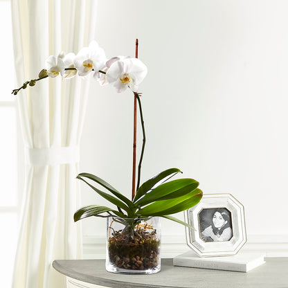 White Orchid Planter – WILL & DEE'S FLORIST, Florence AL