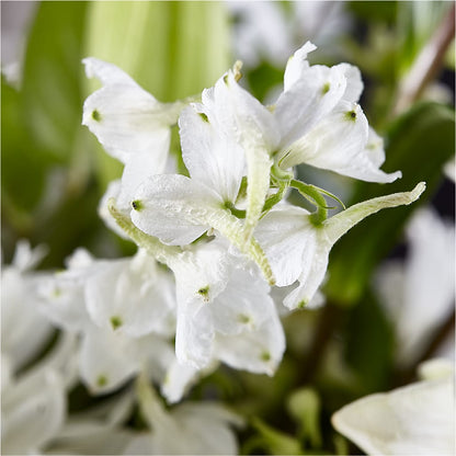 Classic Ivory – A Florist Original – WILL & DEE'S FLORIST, Florence AL